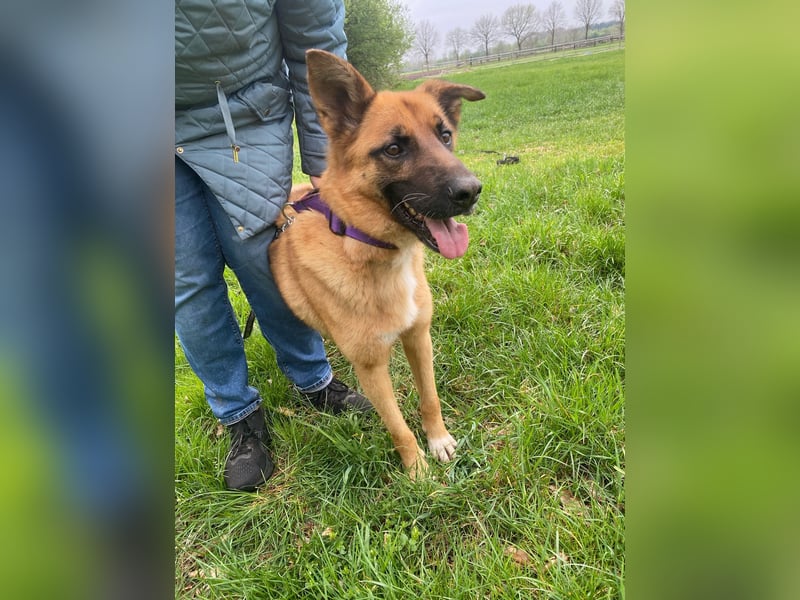 Loki sucht einfühlsames Zuhause
