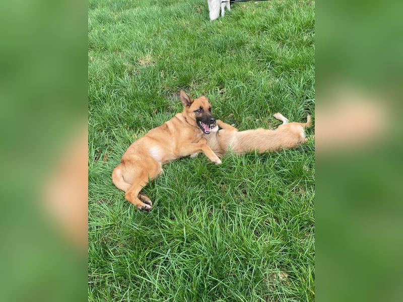 Loki sucht einfühlsames Zuhause