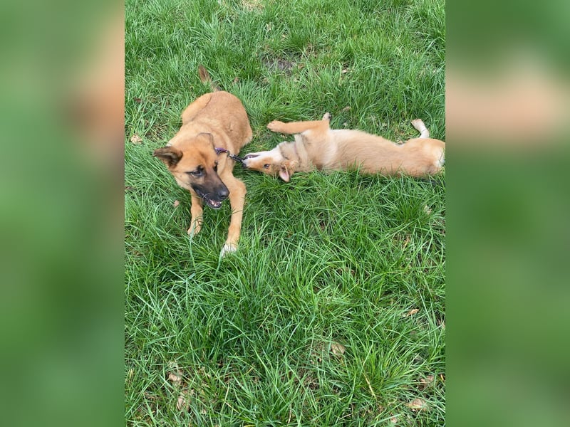 Loki sucht einfühlsames Zuhause