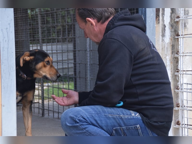 Buddy sucht aktives Zuhause mit Herz