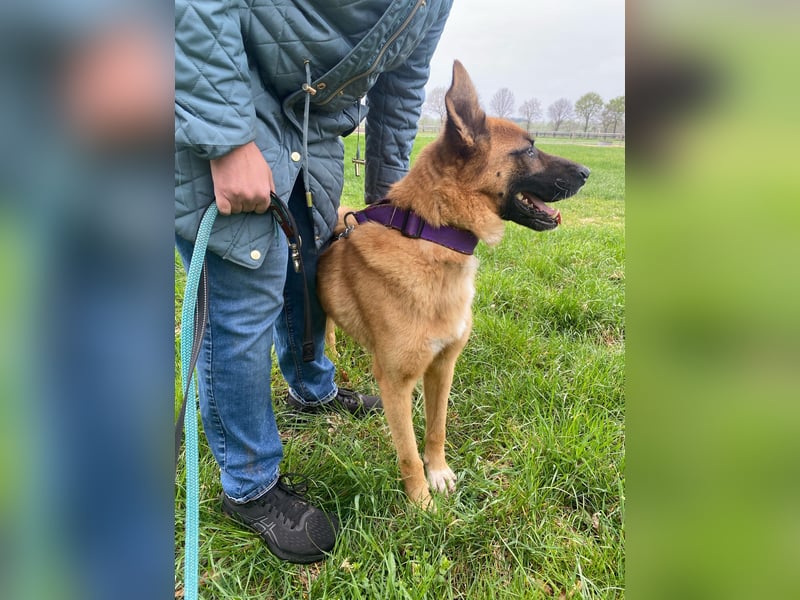 Loki sucht einfühlsames Zuhause