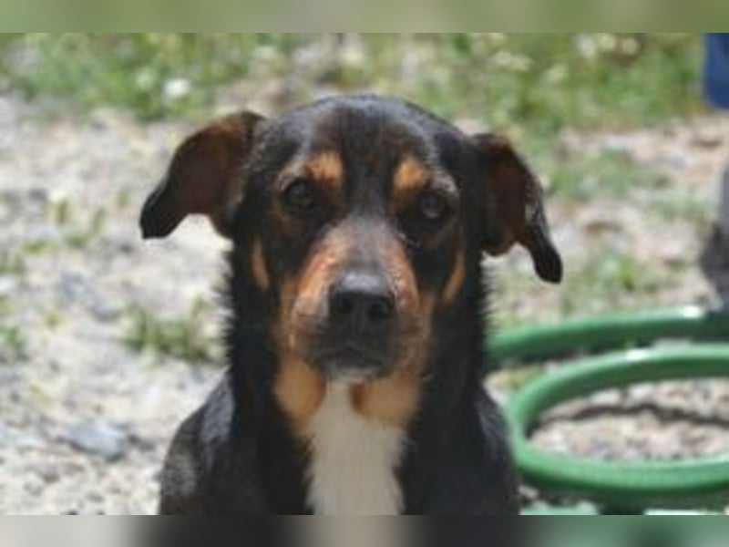 Bingo – einer von zwölf zurückgelassenen Hunden sucht ein neues Zuhause