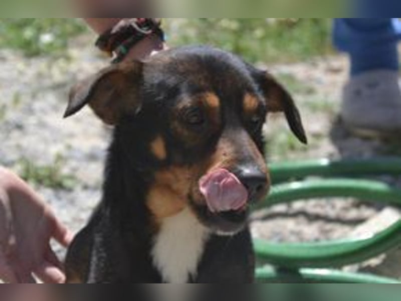 Bingo – einer von zwölf zurückgelassenen Hunden sucht ein neues Zuhause