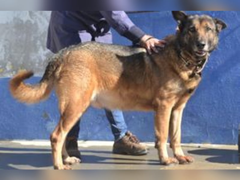 Compeão, ein temperamentvoller und kontaktfreudiger „Wolfsbruder“