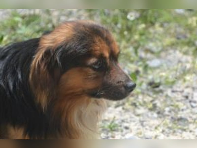 Salsicha, einer von zwölf zurückgelassenen Hunden sucht ein neues Zuhause