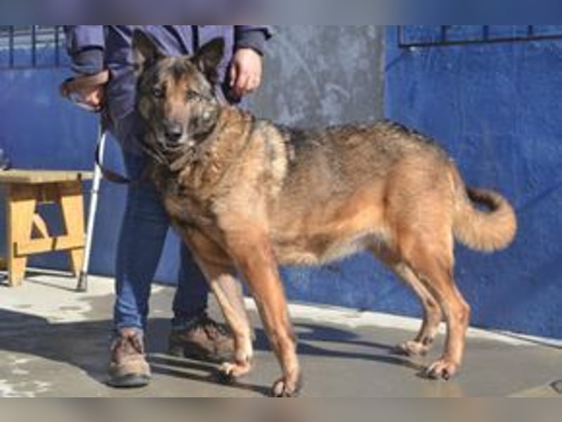 Compeão, ein temperamentvoller und kontaktfreudiger „Wolfsbruder“