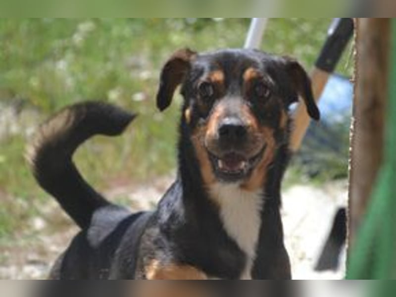 Bingo – einer von zwölf zurückgelassenen Hunden sucht ein neues Zuhause