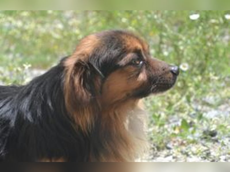 Salsicha, einer von zwölf zurückgelassenen Hunden sucht ein neues Zuhause