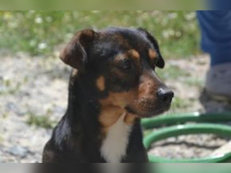 Bingo – einer von zwölf zurückgelassenen Hunden sucht ein neues Zuhause