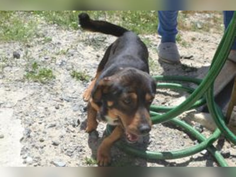 Bingo – einer von zwölf zurückgelassenen Hunden sucht ein neues Zuhause