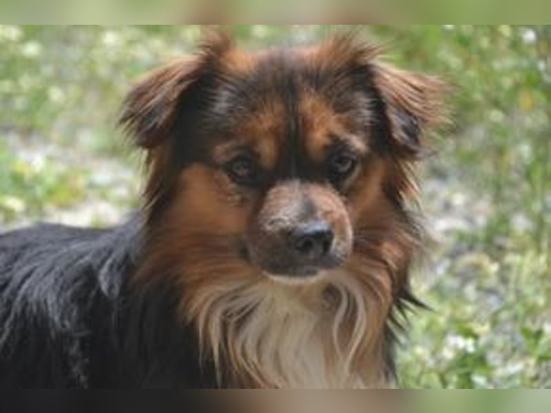 Salsicha, einer von zwölf zurückgelassenen Hunden sucht ein neues Zuhause