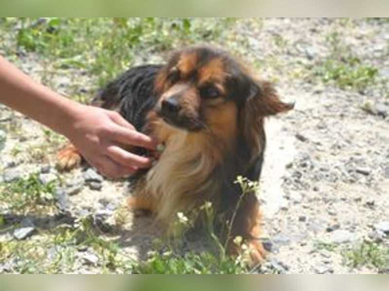 Salsicha, einer von zwölf zurückgelassenen Hunden sucht ein neues Zuhause