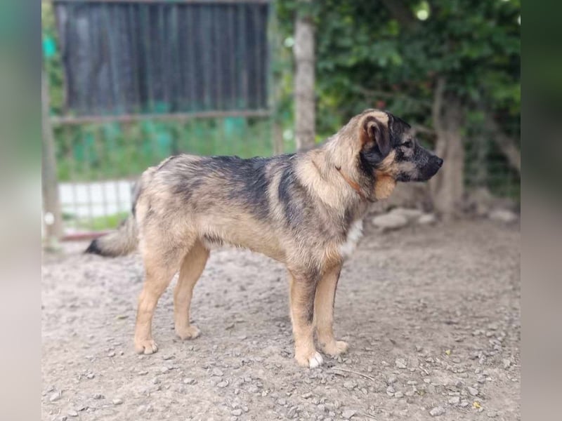 Pino der perfekte Familienhund