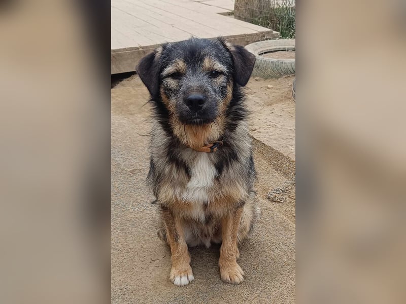 Pino der perfekte Familienhund