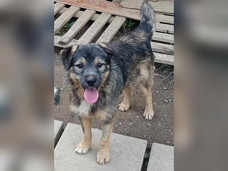 Pino der perfekte Familienhund