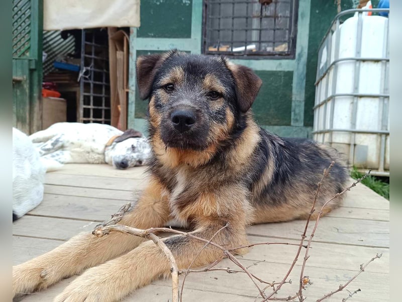 Pino der perfekte Familienhund
