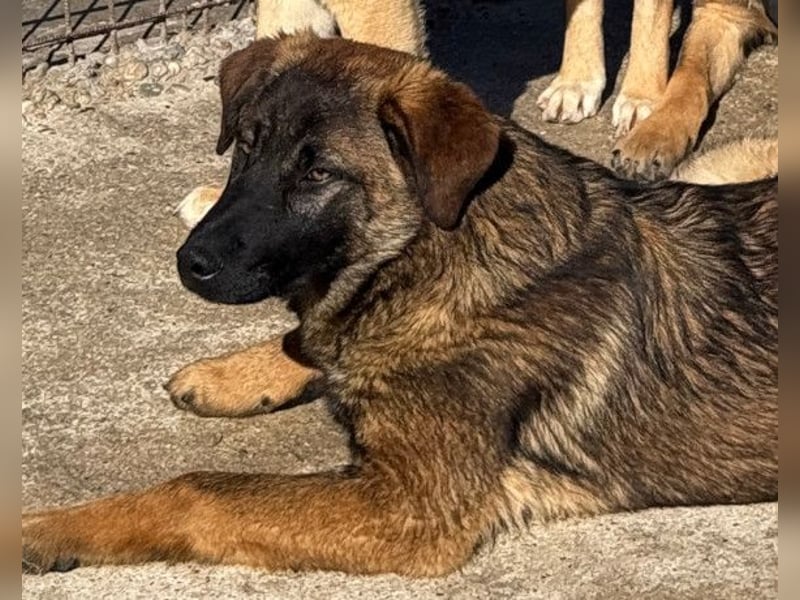 Kleiner, feiner Pico ❤️ sucht Schutz & Liebe