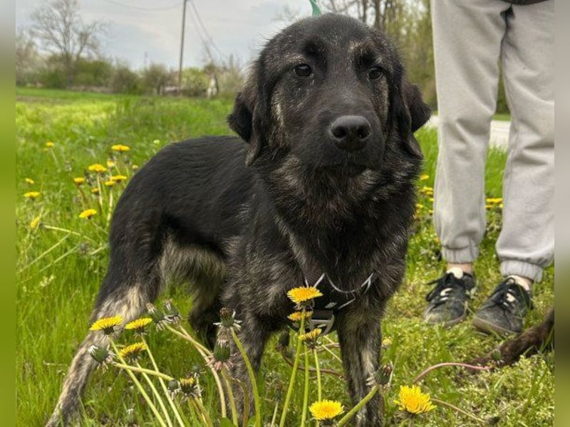 Mischling♥Monty♥ dein Freund fürs Leben