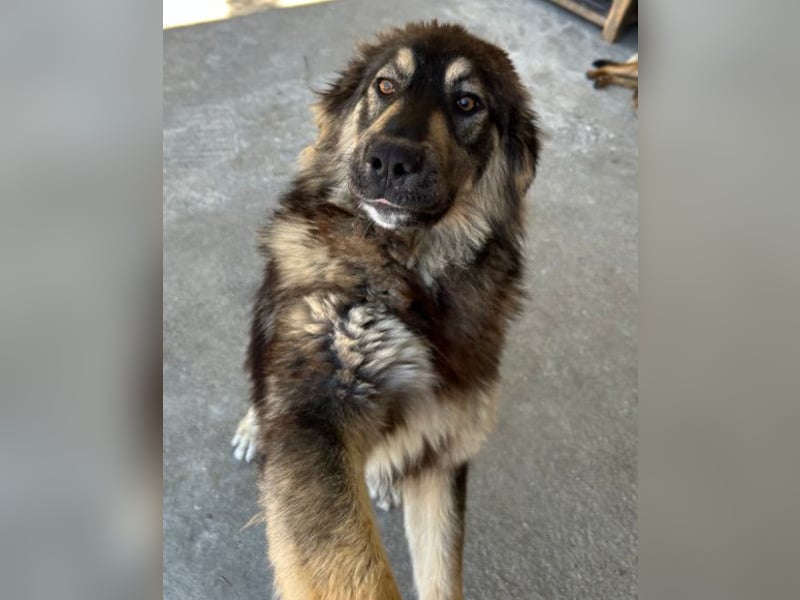 Aramis ❤️ liebevoll aufgeweckter Jungrüde