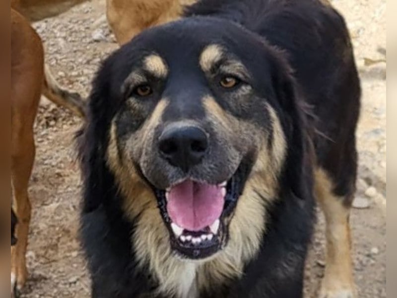 Aramis ❤️ liebevoll aufgeweckter Jungrüde