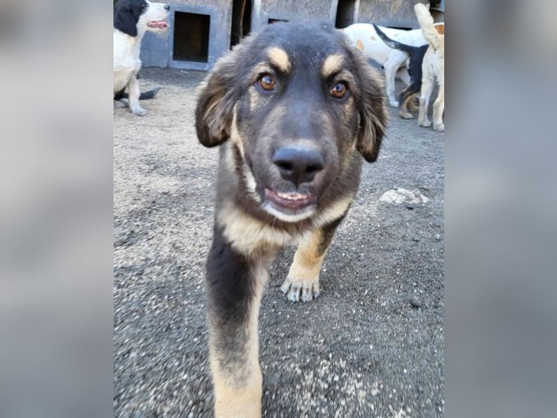 Aramis ❤️ liebevoll aufgeweckter Jungrüde