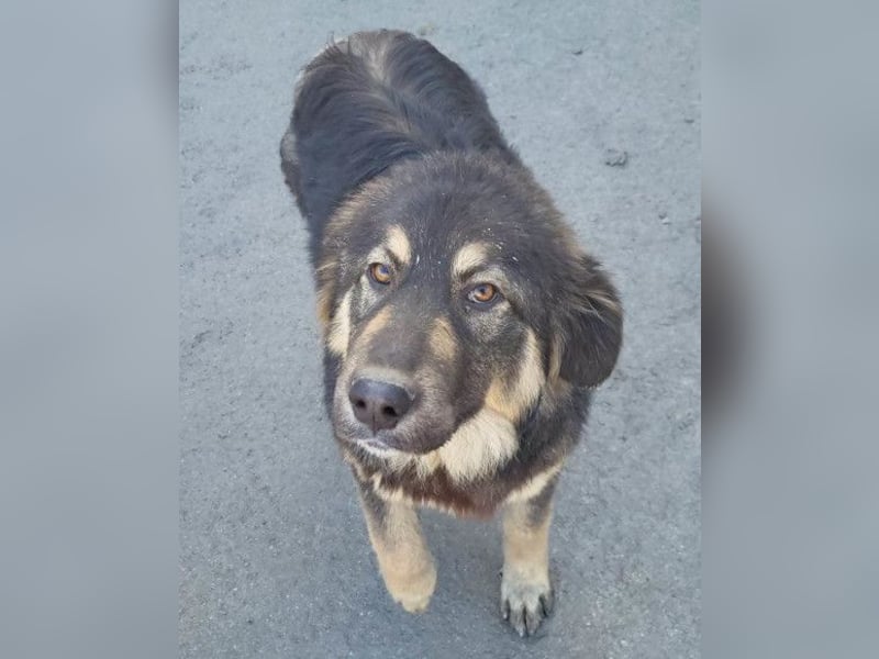 Aramis ❤️ liebevoll aufgeweckter Jungrüde