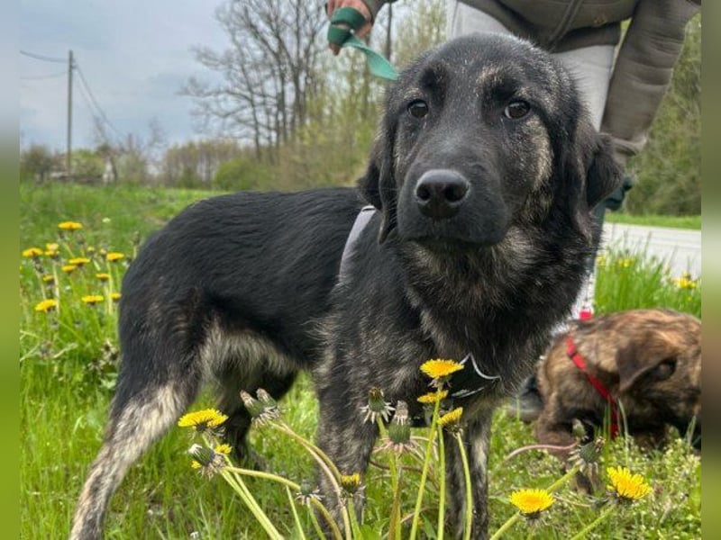 Mischling♥Monty♥ dein Freund fürs Leben