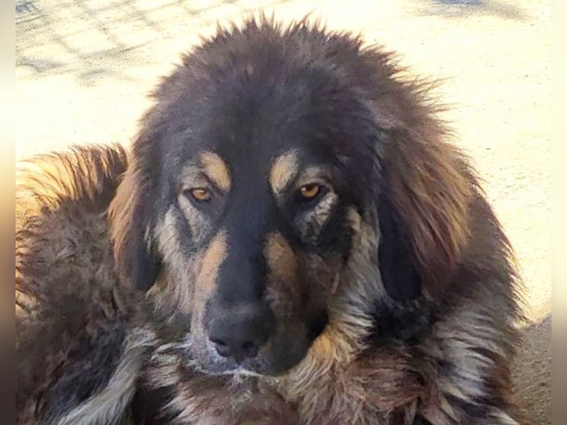 Aramis ❤️ liebevoll aufgeweckter Jungrüde