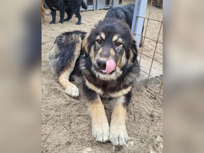 Aramis ❤️ liebevoll aufgeweckter Jungrüde