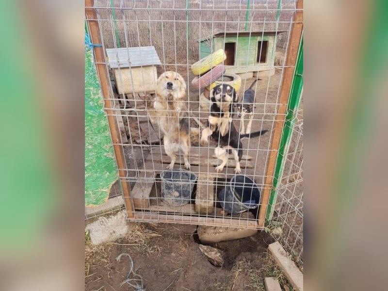 Gary - Schüchterner und lieber Hundebub sucht sein Zuhause