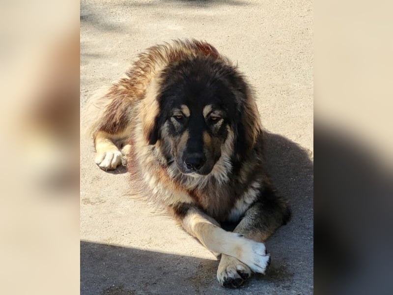 Aramis ❤️ liebevoll aufgeweckter Jungrüde