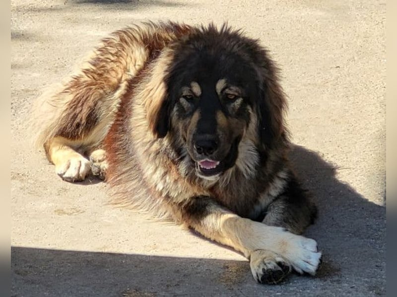 Aramis ❤️ liebevoll aufgeweckter Jungrüde
