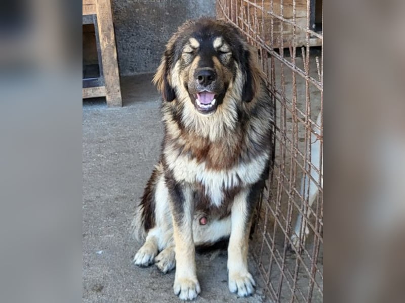 Aramis ❤️ liebevoll aufgeweckter Jungrüde