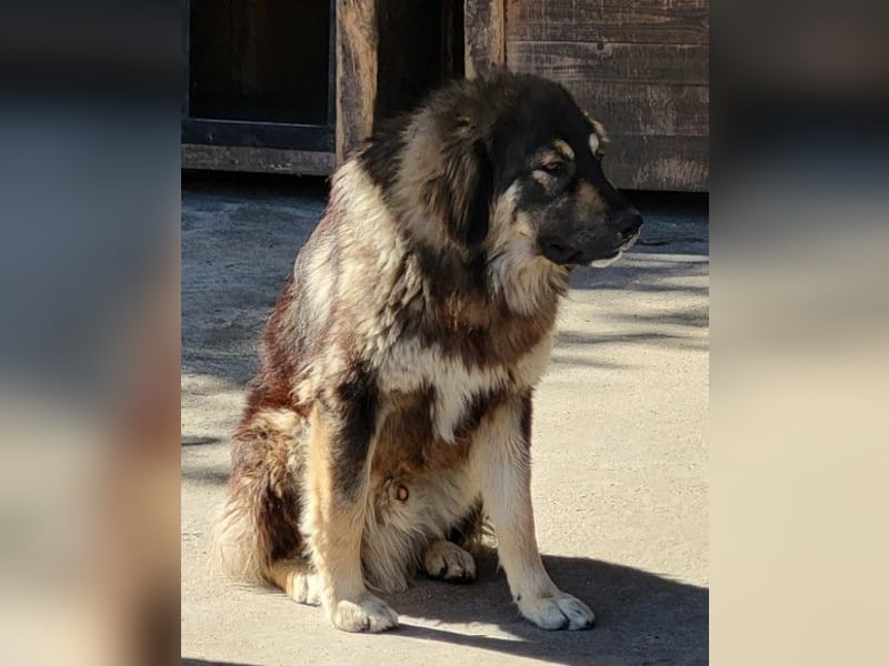 Aramis ❤️ liebevoll aufgeweckter Jungrüde