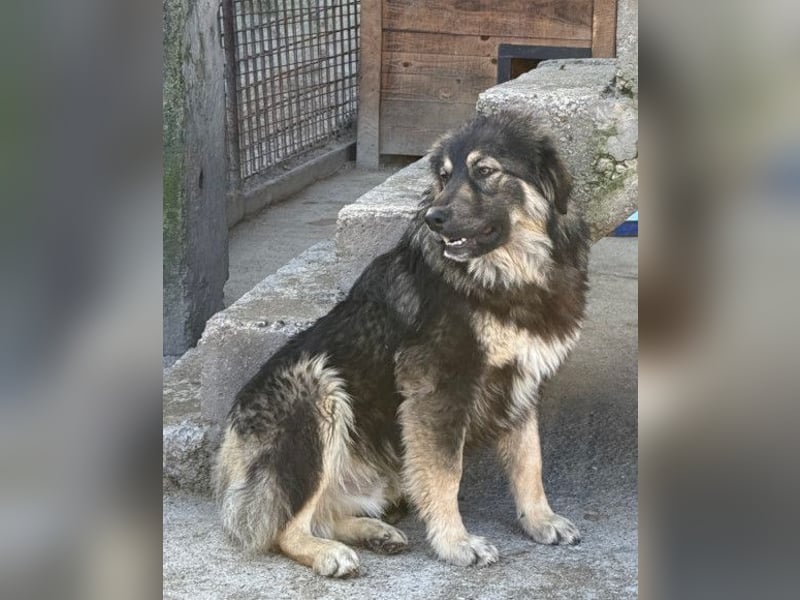 Aramis ❤️ liebevoll aufgeweckter Jungrüde