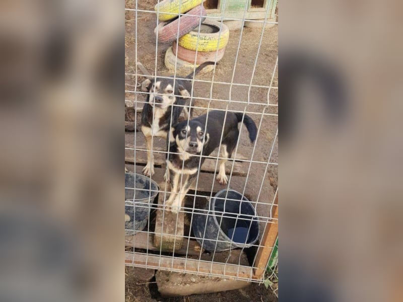 Gary - Schüchterner und lieber Hundebub sucht sein Zuhause