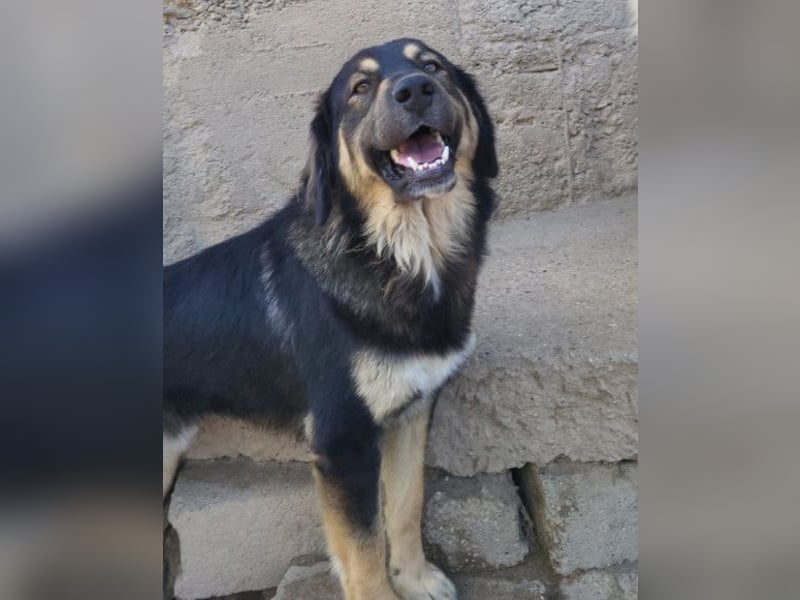 Aramis ❤️ liebevoll aufgeweckter Jungrüde
