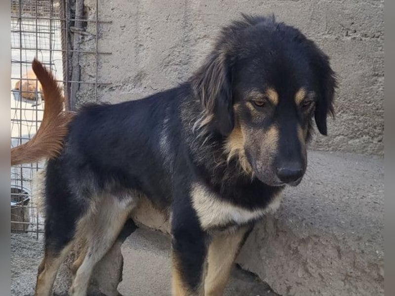 Aramis ❤️ liebevoll aufgeweckter Jungrüde