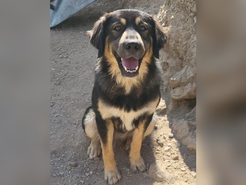Aramis ❤️ liebevoll aufgeweckter Jungrüde