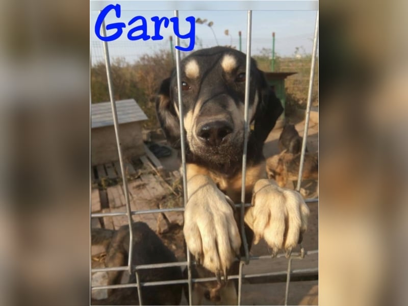 Gary - Schüchterner und lieber Hundebub sucht sein Zuhause