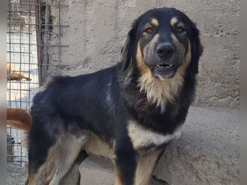 Aramis ❤️ liebevoll aufgeweckter Jungrüde