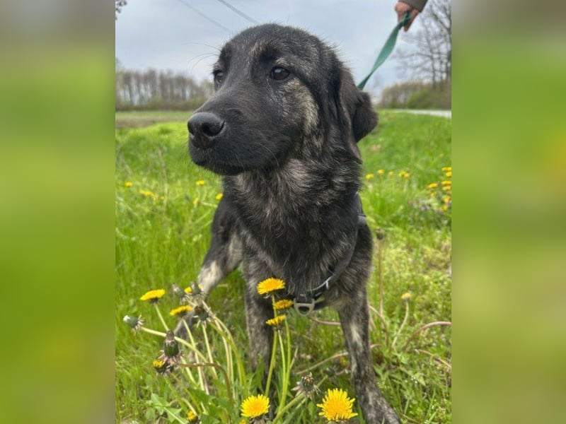 Mischling♥Monty♥ dein Freund fürs Leben