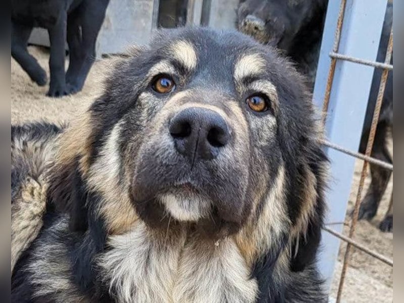 Aramis ❤️ liebevoll aufgeweckter Jungrüde