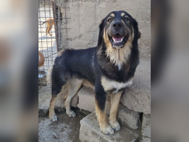 Aramis ❤️ liebevoll aufgeweckter Jungrüde