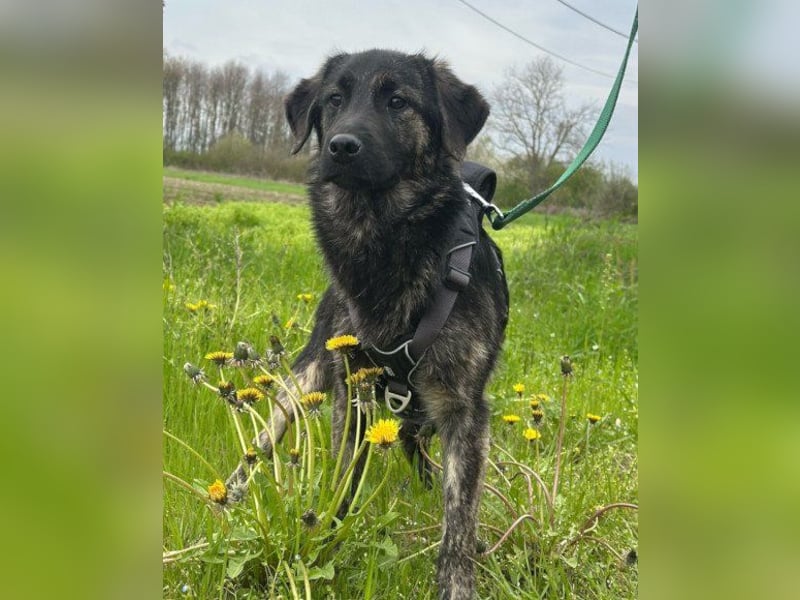 Mischling♥Monty♥ dein Freund fürs Leben