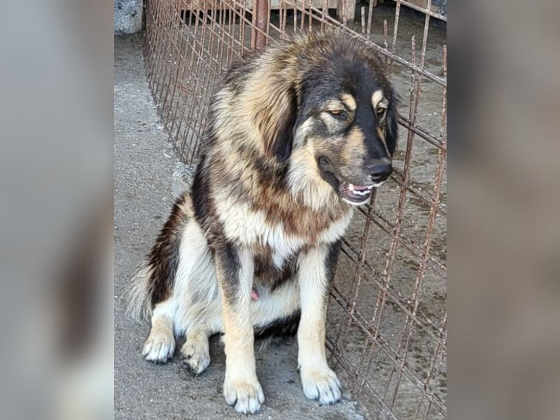 Aramis ❤️ liebevoll aufgeweckter Jungrüde