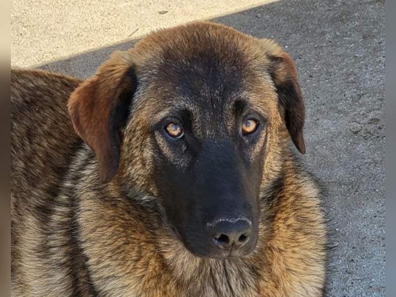 Kleiner, feiner Pico ❤️ sucht Schutz & Liebe