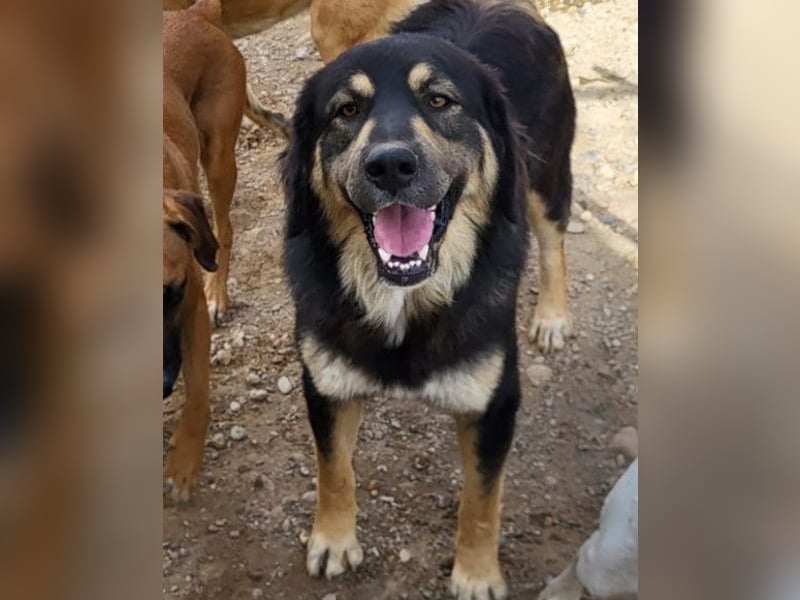 Aramis ❤️ liebevoll aufgeweckter Jungrüde