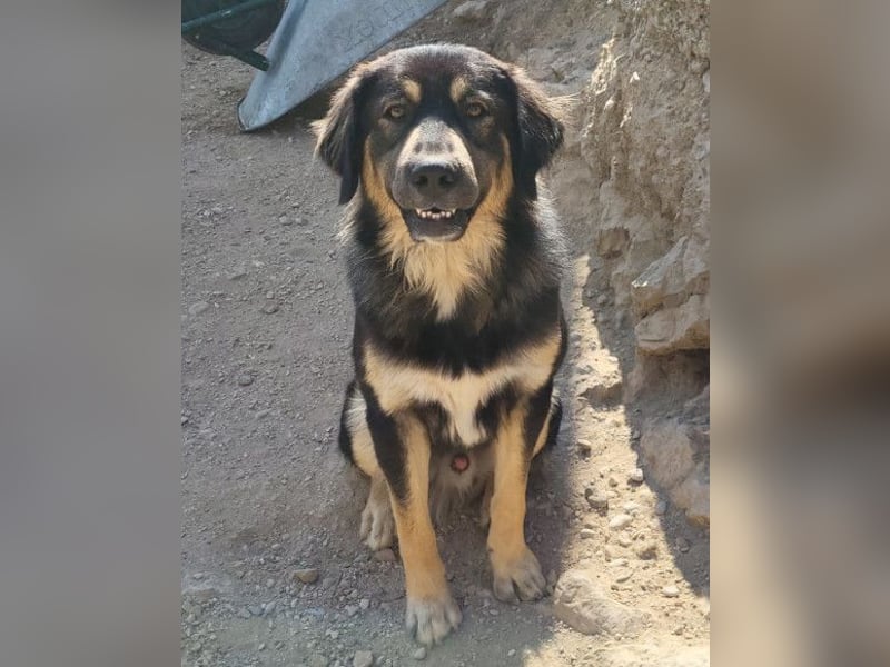 Aramis ❤️ liebevoll aufgeweckter Jungrüde