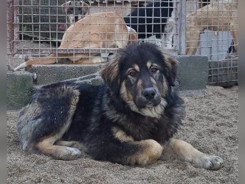 Aramis ❤️ liebevoll aufgeweckter Jungrüde
